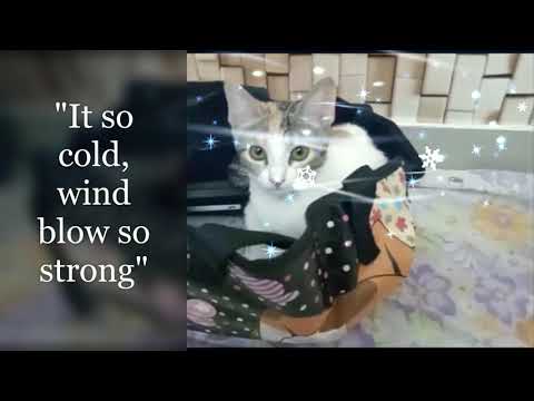 My cat is acting weird on cold weather.