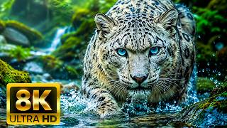 🌍 WILDLIFE AROUND THE WORLD 8K ULTRA HD (60FPS) – Amazing Creatures of Earth