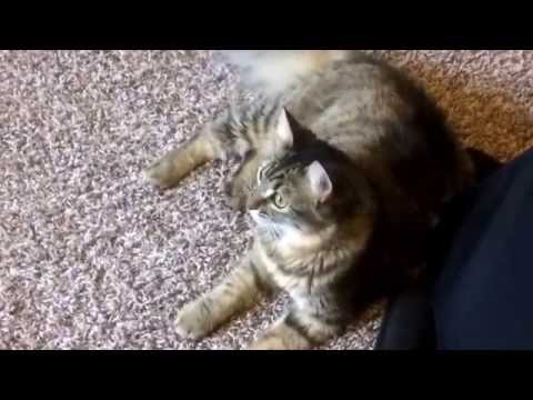 Cat making a clicking noise when it sees something - Part 2