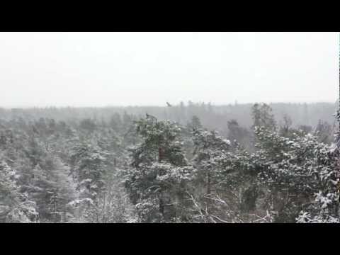Duvhök (goshawk) mobbas av kråkor (crows) i slow motion