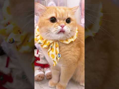 My cat Luna found a hidden creature inside the plush toys #cat #cats #pets #funnycats #shorts
