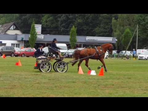 Fahrturnier Lette 17.9.2016