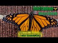 Monarch Butterfly - A Leap of Faith (Danaus plexxipus) (Happy 1 Year Anniversary)