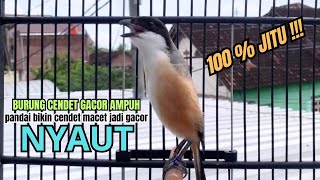 Download lagu burung cendet gacor JUARA FULL TEMBAKAN AMPUH PANCINGAN CENDET AGAR BUNYI bikin BURUNG PENTET GACOR mp3
