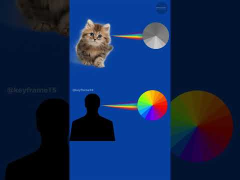 Ternyata Begini Dunia di Mata Anak Kucing