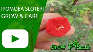 Ipomoea sloteri - grow & care (Cardinal climber)
