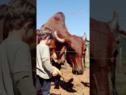 UM DIA INESQUECÍVEL NA FAZENDA EM GOIÁS #aventura #farming #fazenda #ferias diversão #jatai #goiás