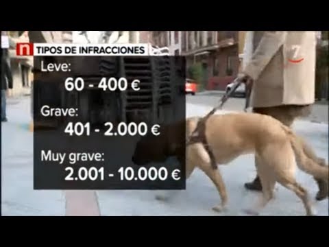 Multas de hasta 4.000 euros si se niega el acceso a perros de asistencia