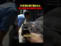 60年間大阪を見守ってきた象