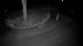 Mountain Lion in driveway