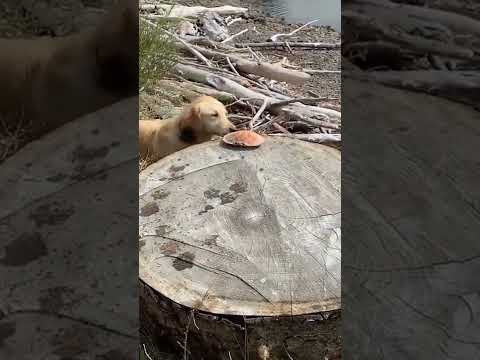 dog see on road.😗😱😱🐕doggy