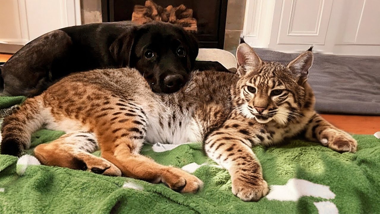 Puppy Fell In Love With Bobcat, Now Bobcat Has No Idea How to Escape!
