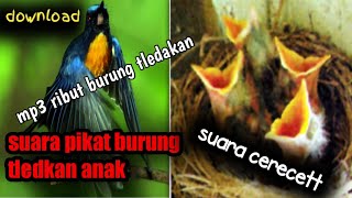 Download lagu suara pancingan dan pikat anak burung tledekan gunung ribut mp3