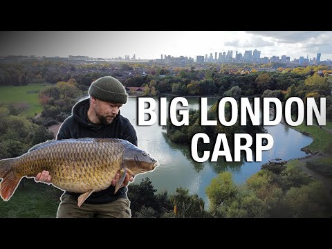 CARP FISHING IN LONDON - The Big Common