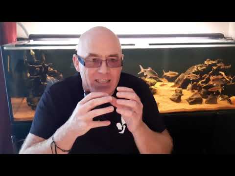 Horny flava  eliquid, CINNAMON PEAR, 70/30 vg pg