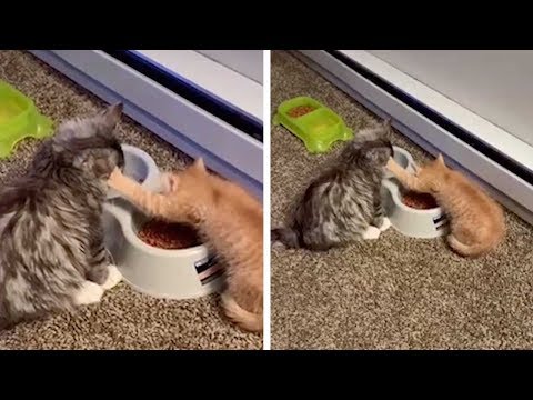 Cat Pushes Other Cat Away While Eating