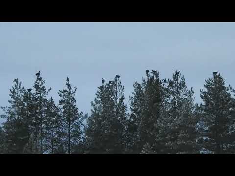 Kanalinnustusta marraskuussa | Skogsfågeljakt i november