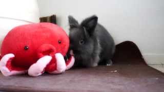 Bunnies and their Octo Buddy