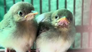 Download lagu SUARA ANAKAN PRENJAK KEPALA MERAH UNTUK PIKAT YANG SUSAH TURUN DIJAMIN PADA NEMPEL 👍👍 mp3