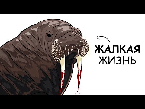 Ты – Морж (И ЭТО ВСЯ ТВОЯ ЖИЗНЬ)