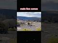 Lion King Vs Rhino Trending Animals Wildlife Youtube Shorts Youtubeshort Lion Rhino