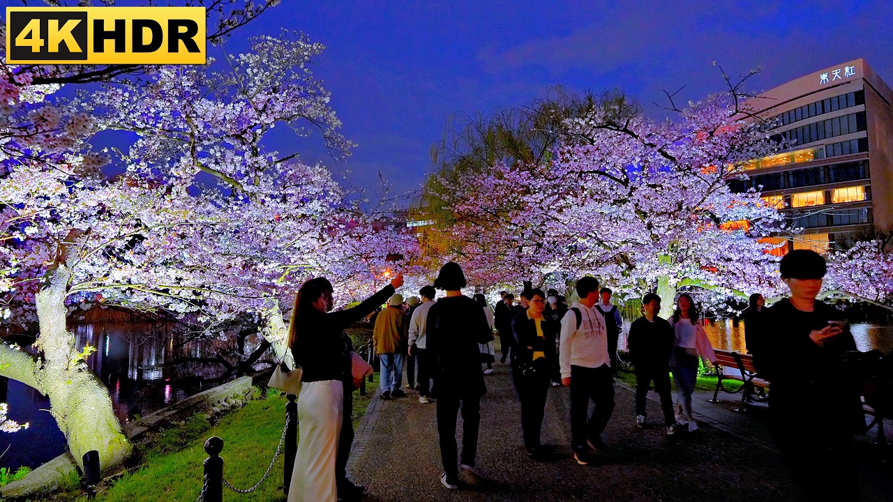 Mystical Night Sakura Walk in Ueno Tokyo with Illuminated Full Bloom | Japan | 4KHDR