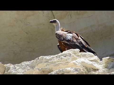 Griffon Vulture (Gyps fulvus) Γύπας - Γύπας ο πυρόχρους - Όρνιο - Cyprus