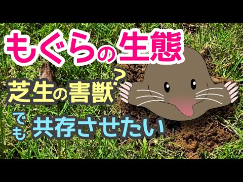 モグラに対する植物: 緑地からモグラを遠ざけるためのトップ 3!  庭園
