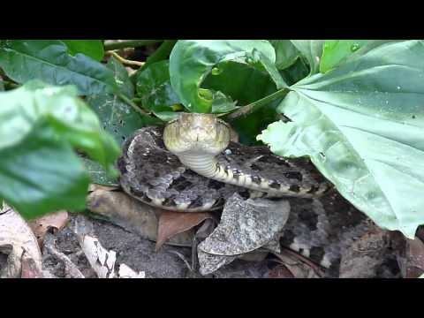 Bothrops asper Video 03 (Fer-de-lance or Common lancehead - Barba amarilla)