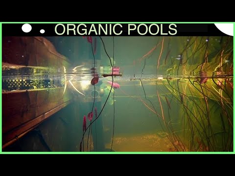 I made a tiny Natural Pool in a Greenhouse -  here's how step by step