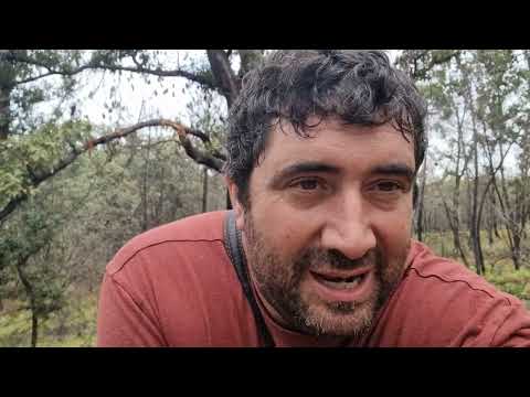 Autóctonos el tema de las aceitunas es una ruina.