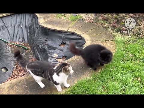 Hamdan’s morning starts with CATS