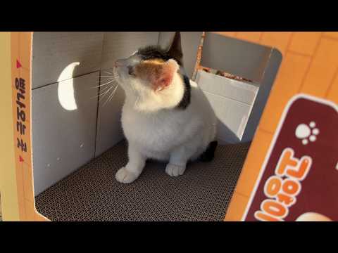 종이스크래쳐를 써본적이 없는 시골고양이들