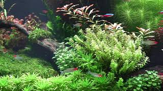Kolekcia rastlín pre akvárium do 150L