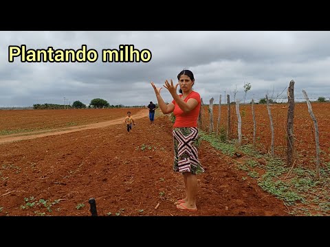 Eu e meu esposo plantando milho 🌽, ico Bahia município do morro do chapéu 