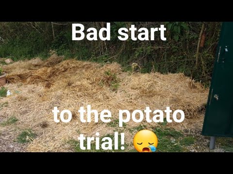 Potato trial, what a disastrous start!