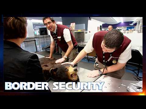 Border Security Australia 1.5 Hour Marathon | Season 6: Episodes 5 - 8