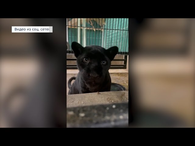 В Иркутский зоопарк привезли чёрную пантеру