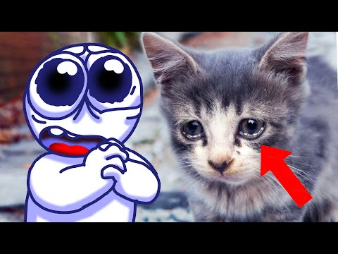 Rabbert saves homeless cat