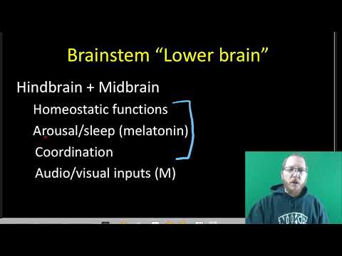 AP Bio: The Nervous System - Part 3