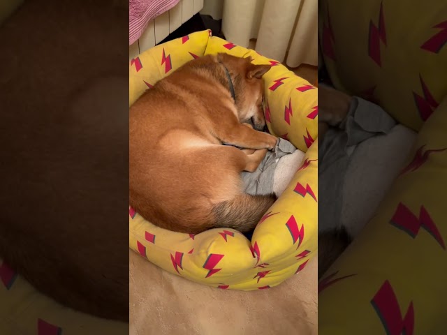 Vídeo relacionado con Comemori Urna funeraria en Forma de Perro durmiendo (Gris)