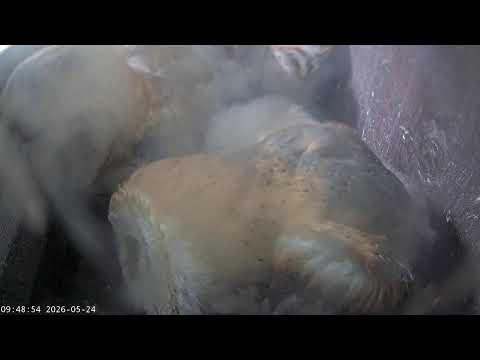 Somerset Wildlife Trust Barn Owl webcam (internal)