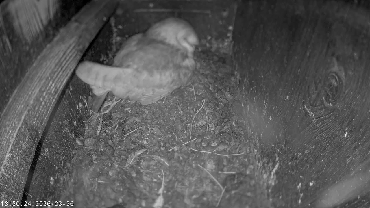Somerset Wildlife Trust Barn Owl webcam (internal)