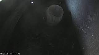 Somerset Wildlife Trust Barn Owl webcam (internal)