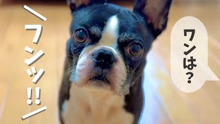 【謹賀新年】ワン！が言えなくて鼻息で返事する愛犬が愛おしすぎた