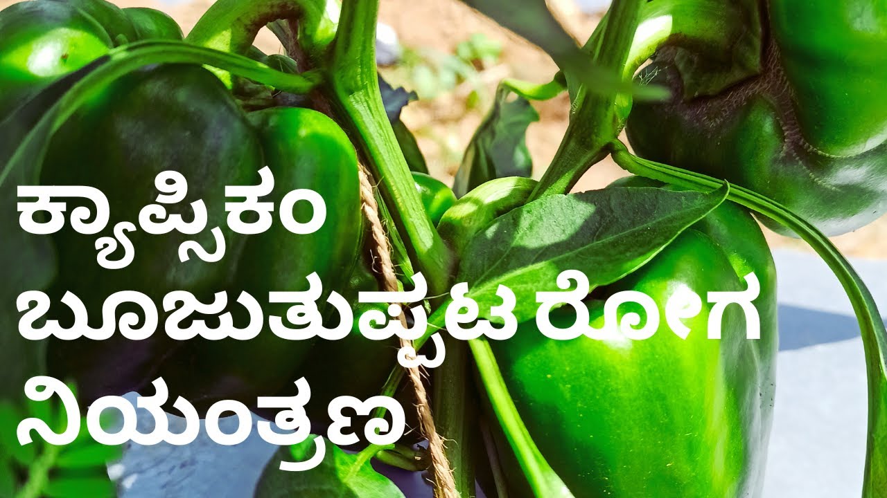 ಕ್ಯಾಪ್ಸಿಕಂ ಬೂಜುತುಪ್ಪಟ ರೋಗ- ನಿರ್ವಹಣೆ| Capsicum Downy Mildew- Management and Control