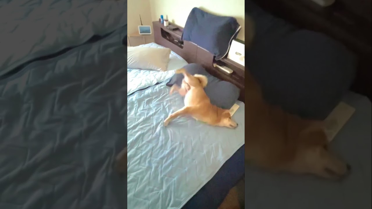 @gogomameta Cute Shiba-Inu Mameta ベッド🛏️はオレのモノと言わんばかりに死守する姿が可愛すぎる🤭友達のかわいい家族、豆太のチャンネルもよろしく！