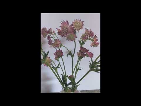 What Does Pink Astrantia Flower Look Like?