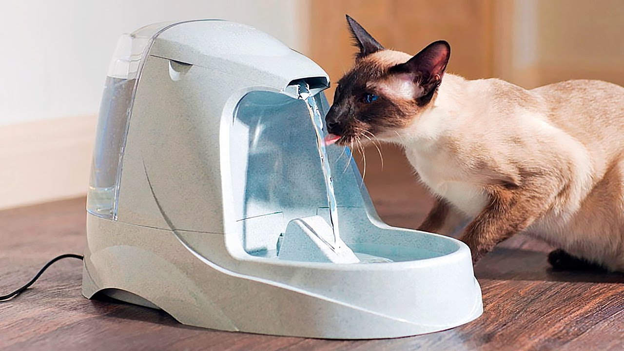 GADGETS IMPRESCINDÍVEIS PARA O SEU ANIMAL DE ESTIMAÇÃO