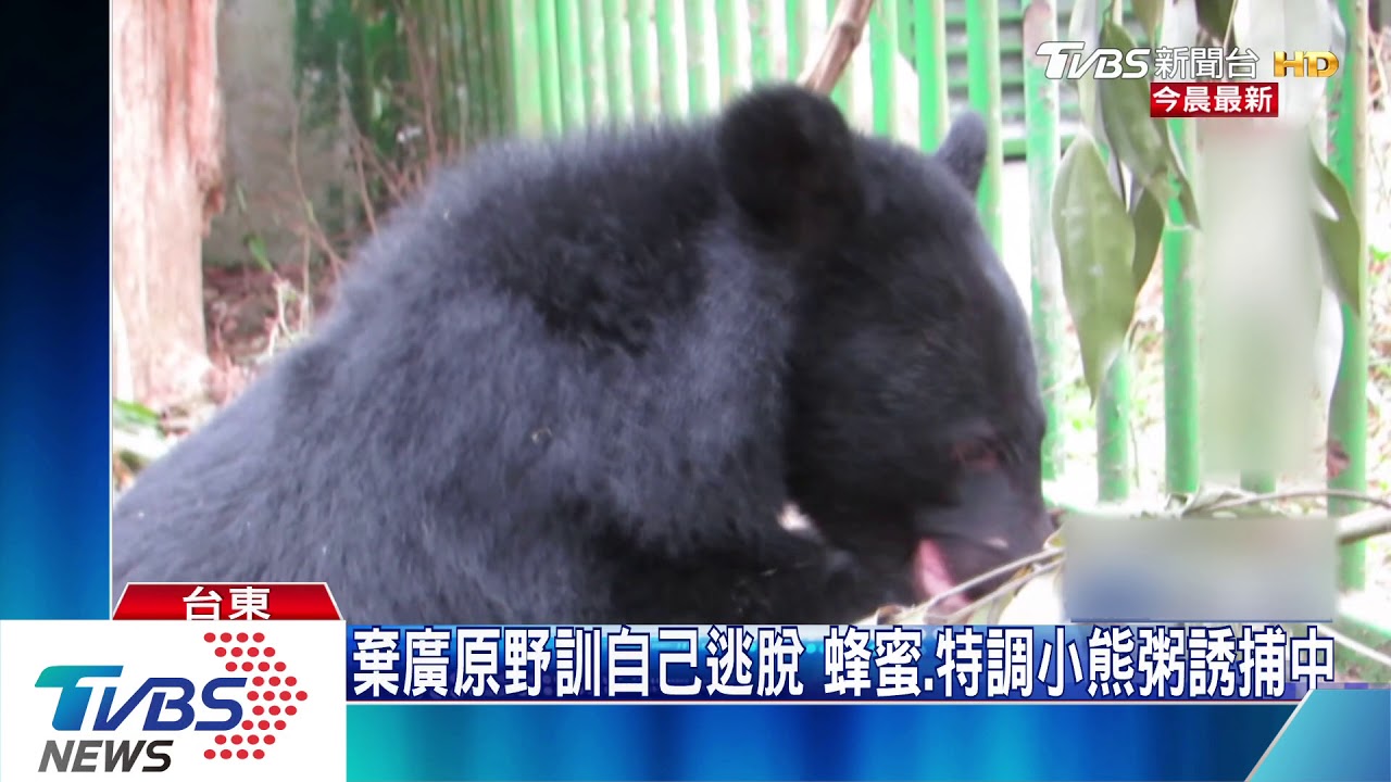 不想野訓！破壞鐵網鑽縫隙　台東利稻小熊脫逃